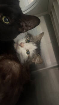 Rescue Domestic Short Hair Cats for Adoption in Columbus, Indiana - Yang | PetCurious