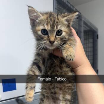 Tabico Female -  Domestic Medium Hair Cat for Adoption in Shelbyville, Illinois - Tabico Female | PetCurious