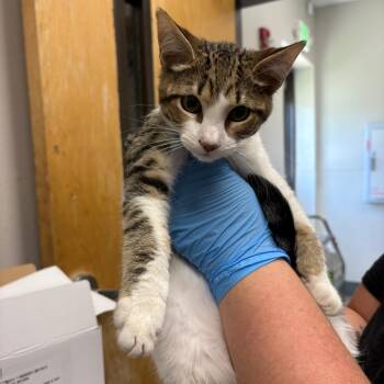 Darry -  Domestic Short Hair Cat for Adoption in Columbiana, Alabama - Darry | PetCurious