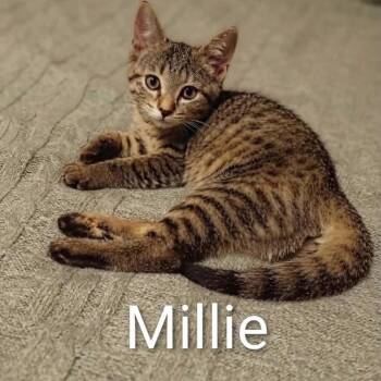Millie -  Tabby Cat for Adoption in Wyandotte, Michigan - Millie | PetCurious