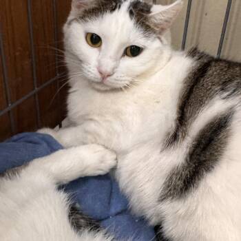 Domestic Short Hair Cats Available for Adoption in Mokena, Illinois - Miami | PetCurious