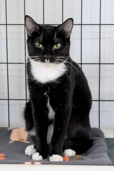 Rescue Domestic Short Hair Cats for Adoption in Youngtown, Arizona - Henrietta Von Trapp | PetCurious