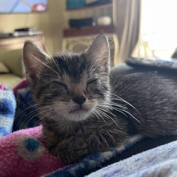 Dolly Purrton -  Domestic Short Hair Cat for Adoption in Columbia, Missouri - Dolly Purrton | PetCurious