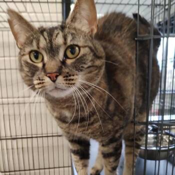 Domestic Short Hair Cats Available for Adoption - Glenda | PetCurious