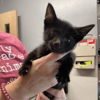 Fireman -  Domestic Short Hair Cat for Adoption in Saint Joseph, Missouri - Fireman | PetCurious