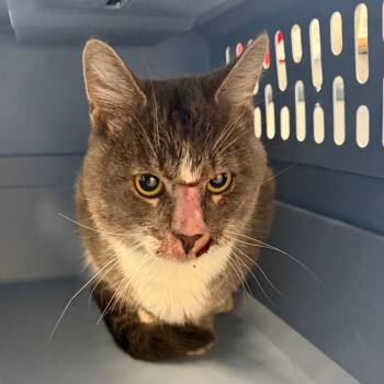 Nimbus -  Domestic Medium Hair Cat for Adoption in Watertown, New York - Nimbus | PetCurious