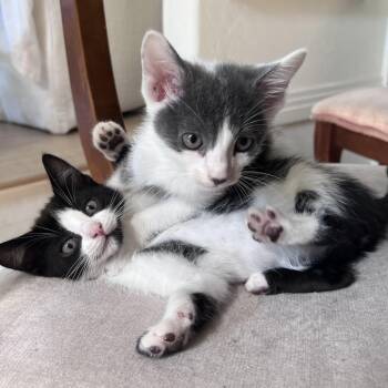 Bandit -  Domestic Short Hair Cat for Adoption in Los Angeles, California - Bandit | PetCurious