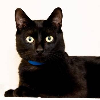 Klaus -  Domestic Short Hair Cat for Adoption in Victor, New York - Klaus | PetCurious