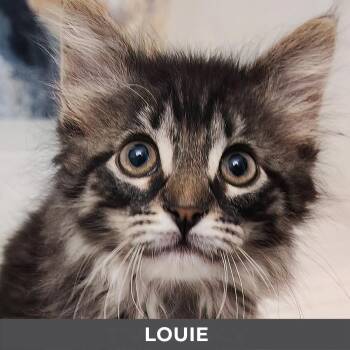 Louie -  Domestic Long Hair Cat for Adoption in Toronto, Ontario - Louie | PetCurious
