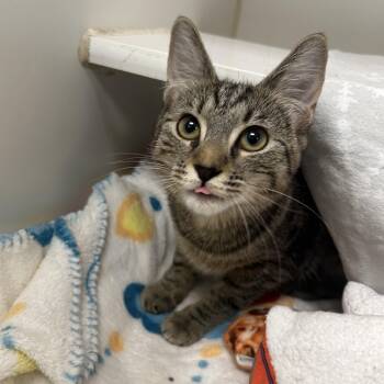 Lucy ( bonded with Louca) -  Domestic Short Hair Cat for Adoption in Reisterstown, Maryland - Lucy ( Bonded With Louca) | PetCurious