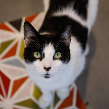 Domestic Short Hair Cats Available for Adoption in Clearwater, Florida - Mitzy (Kitty) | PetCurious