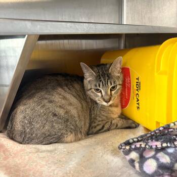 Cheech -  Domestic Short Hair Cat for Adoption in Manhattan, Kansas - Cheech | PetCurious