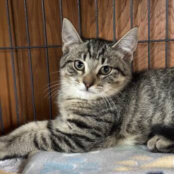 Domestic Short Hair Cats Available for Adoption in Hampton Bays, New York - Hunter | PetCurious