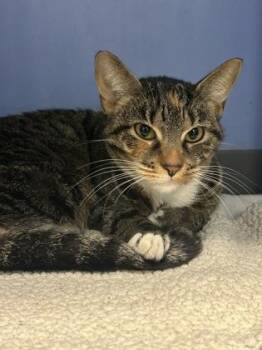 Rescue Domestic Short Hair Cats for Adoption in Dekalb, Illinois - Fendi | PetCurious