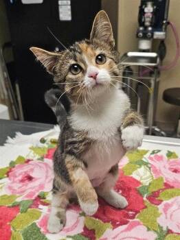 DELLA -  Domestic Short Hair Cat for Adoption in Clyde, North Carolina - DELLA | PetCurious