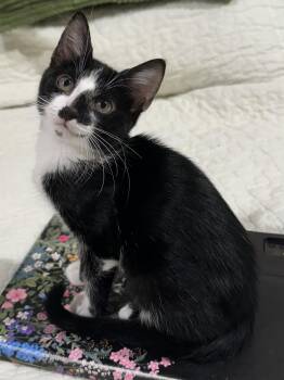 Betsie - North Conroe Petsmart -  Tuxedo and Domestic Short Hair Cat for Adoption in Spring, Texas - Betsie - North Conroe Petsmart | PetCurious