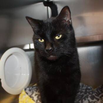 Sea Serpent -  Domestic Short Hair Cat for Adoption in Richmond, Virginia - Sea Serpent | PetCurious