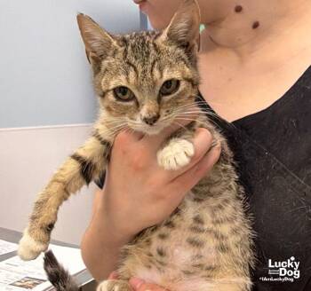 Swallowtail -  Domestic Short Hair Cat for Adoption in Washington, District Of Columbia - Swallowtail | PetCurious