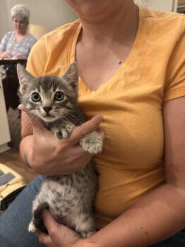 Christian -  Domestic Short Hair Cat Available for Adoption in Camden, South Carolina - Christian | PetCurious