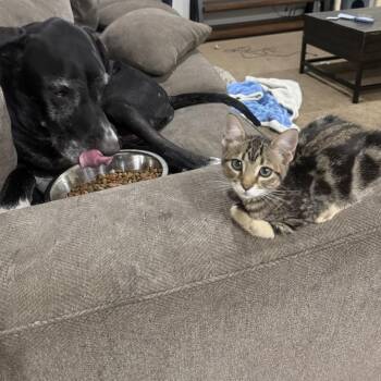 Blossom -  Domestic Short Hair Cat for Adoption in Las Vegas, Nevada - Blossom | PetCurious