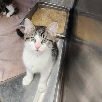 Montreal Metros -  Domestic Short Hair Cat for Adoption in Davenport, Iowa - Montreal Metros | PetCurious