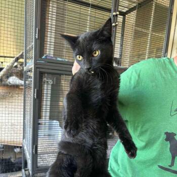 Rocket -  Domestic Short Hair Cat for Adoption in Nampa, Idaho - Rocket | PetCurious