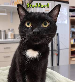 Stoddard -  Domestic Short Hair Cat for Adoption in Southbury, Connecticut - Stoddard | PetCurious