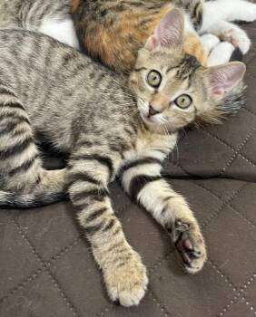 Domestic Short Hair Cats Available for Adoption - Eevee | PetCurious