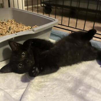 Glossy -  Domestic Short Hair Cat for Adoption in Lynchburg, Virginia - Glossy | PetCurious
