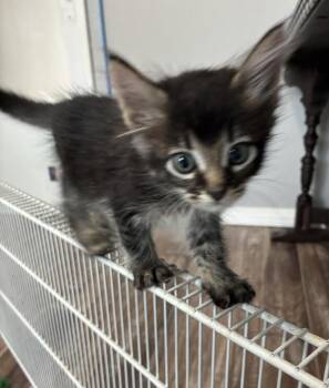 Badger -  Domestic Short Hair Cat for Adoption in Vancouver, Washington - Badger | PetCurious