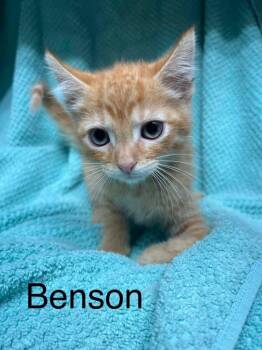 Benson -  American Shorthair Cat for Adoption in Princeton, Indiana - Benson | PetCurious