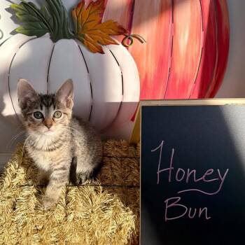 Honey Bun -  Domestic Short Hair Cat for Adoption in Carmel, Indiana - Honey Bun | PetCurious