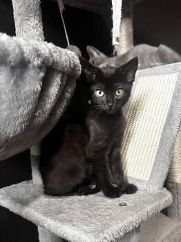 Dagobah -  Domestic Short Hair Cat for Adoption in Dallas, Texas - Dagobah | PetCurious