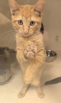 Fairy - I AM AT PetSmart Northborough -  Domestic Short Hair Cat for Adoption in East Brookfield, Massachusetts - Fairy - I AM AT PetSmart Northborough | PetCurious