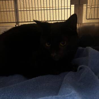 Domestic Short Hair Cats Available for Adoption in Bristol, Indiana - Rosalyn: Working Cat, Adoption Fee Waived! | PetCurious