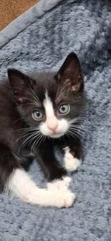 Antonio $75 fostered -  Domestic Short Hair Cat for Adoption in Seneca, South Carolina - Antonio $75 Fostered | PetCurious