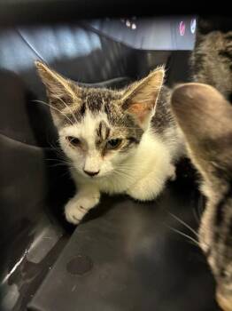 A137260 -  Domestic Short Hair Cat for Adoption in Palmetto, Florida - A137260 | PetCurious