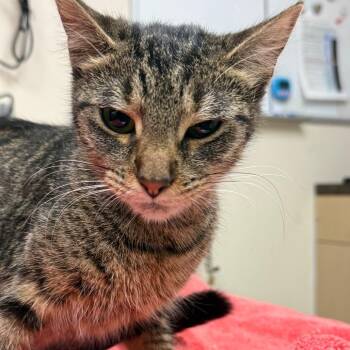 Phoebe -  Domestic Short Hair Cat for Adoption in Lakeland, Florida - Phoebe | PetCurious