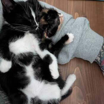 Two-Face -  Domestic Short Hair Cat Available for Adoption in Silver Spring, Maryland - Two-Face | PetCurious