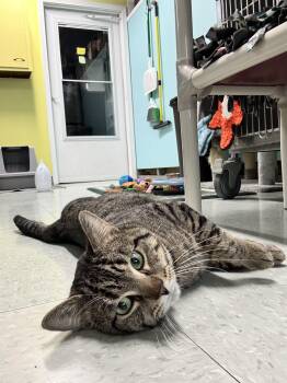 Domestic Short Hair Cats Available for Adoption in Jamestown, North Dakota - Ronnie | PetCurious