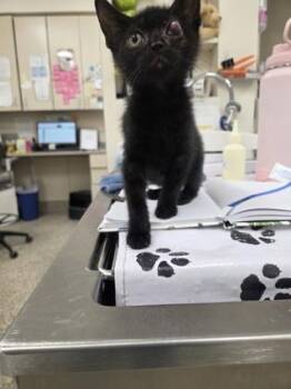 Dante -  Domestic Short Hair Cat for Adoption in Westland, Michigan - Dante | PetCurious