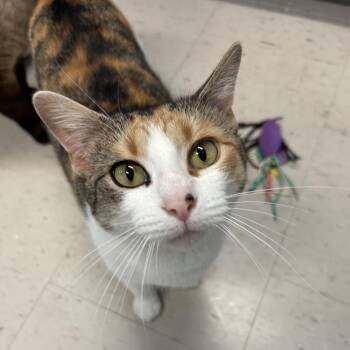 Domestic Short Hair Cats Available for Adoption in Muncie, Indiana - Mari | PetCurious