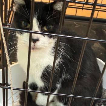 Oogie -  Domestic Short Hair Cat for Adoption in Gadsden, Alabama - Oogie | PetCurious
