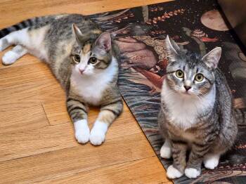 Tabby Cats Available for Adoption in The Dalles, Oregon - Athena & Artemis | PetCurious