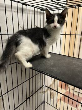 Rescue Domestic Short Hair Cats for Adoption in Ontario, California - Lucas | PetCurious
