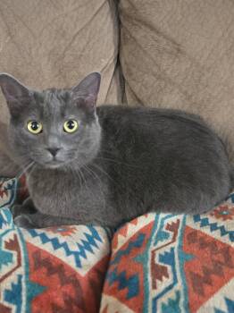 Domestic Short Hair Cats Available for Adoption - Gawain | PetCurious