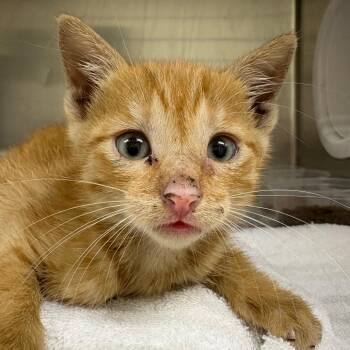 Butternut -  Domestic Short Hair Cat for Adoption in Milton, Florida - Butternut | PetCurious
