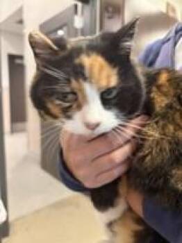 Momo -  American Shorthair Cat for Adoption in Hamilton, Montana - Momo | PetCurious