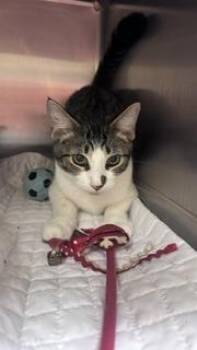 Shellie -  Domestic Short Hair Cat for Adoption in Dothan, Alabama - Shellie | PetCurious
