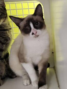 Panda 6812 -  Siamese and Domestic Short Hair Cat for Adoption in Dallas, Texas - Panda 6812 | PetCurious